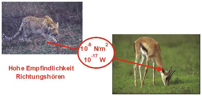 gazelle.jpg